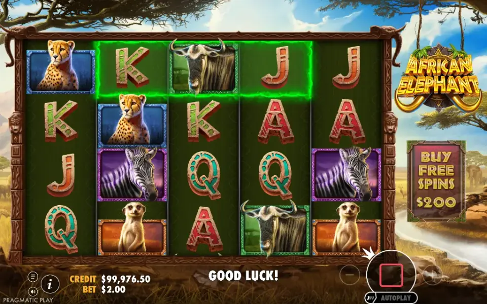 African Elephant, spin 149